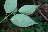 Swida alba (Siberian dogwood) - underside