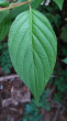Swida alba (Siberian dogwood) - top side