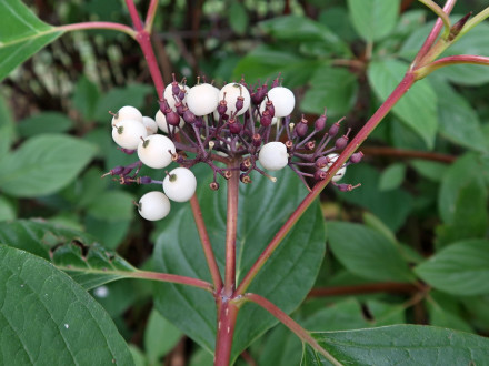 Swida alba (Siberian dogwood)