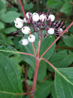 Swida alba (Siberian dogwood) - ornamental with fruits