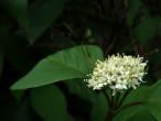Swida alba (Siberian dogwood) - ornamental with flowers