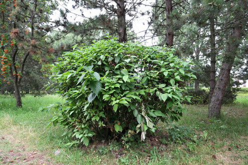Swida alba (Siberian dogwood)