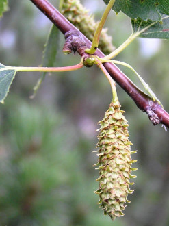 Betula carpatica (Carpathian birch) - cone-shaped fruiting