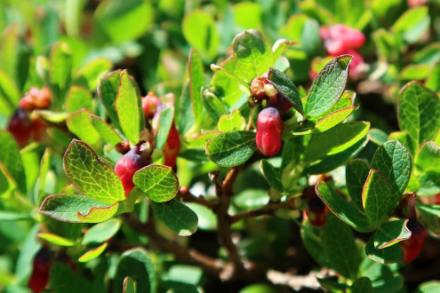 Vaccinium uliginosum (Bog blueberry, Alpine blueberry)