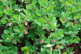 Vaccinium uliginosum (Bog blueberry, Alpine blueberry)