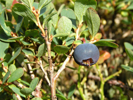 Vaccinium uliginosum (Bog blueberry, Alpine blueberry)