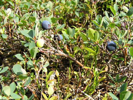 Vaccinium uliginosum (Bog blueberry, Alpine blueberry)