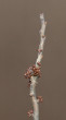 Prunus spinosa (Blackthorn, Sloe plum) - flower and leaf buds