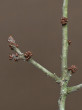 Prunus spinosa (Blackthorn, Sloe plum) - shortened shoots (brychyblasts) on which flower buds are piled