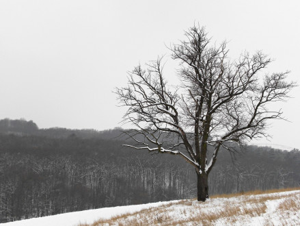 Sorbus domestica - as a landscape element