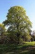 Acer platanoides (Norway maple, Milk maple) - during flowering (Vavrišovo, 5/2022)