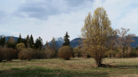 Salix eleagnos (Gray willow) - as a landscape-forming element 5/2022 