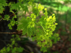 Acer platanoides (Norway maple, Milk maple)