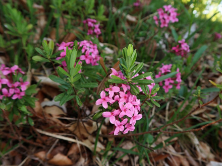 Daphne cneorum