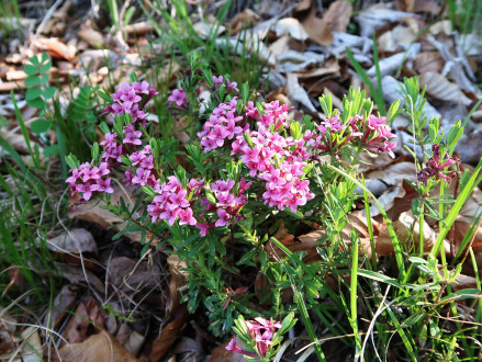 Daphne cneorum - ornamental with flowers