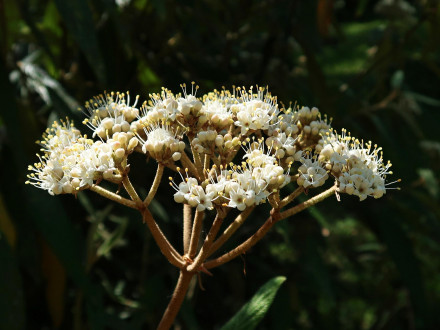 Viburnum rhytidophyllum (Leatherleaf viburnum)