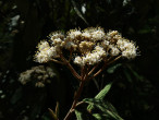 Viburnum rhytidophyllum (Leatherleaf viburnum)