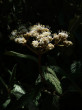 Viburnum rhytidophyllum (Leatherleaf viburnum)