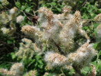 Salix cinerea (Ash willow) - downy achenes