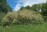 Salix cinerea (Ash willow) - ♀ individual at the time of opening the capsules