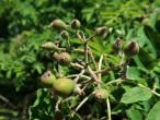 Sorbus domestica - immature fruits (Zicháčkova rowan)