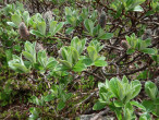 Salix helvetica (Swiss willow) - young leaves (♀)