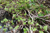 Salix helvetica (Swiss willow) - trunks with branches