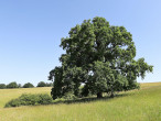 Quercus robur (Pedunculate oak, English oak) - NPR Čertoryje, Czech Republic (6/2022)