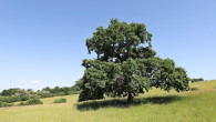 Quercus robur (Pedunculate oak, English oak) - NPR Čertoryje, Czech Republic (6/2022)