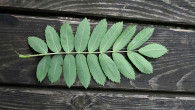Sorbus domestica - underside