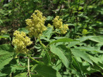 Sambucus racemosa (Red-berried elder)
