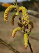 Salix purpurea (Purple willow) - male (♂) catkins