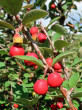 Cotoneaster integerrimus (Common cotoneaster)