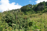 Cotoneaster integerrimus (Common cotoneaster) - Red Mountains, Silent Valley, Western Tatras (1,280 m above the sea lev), Slovakia