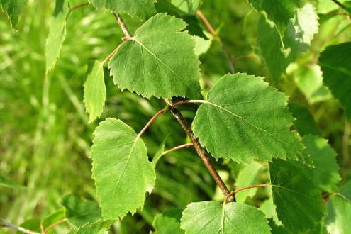 Betula pendula (Hanging birch)