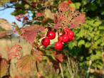 Viburnum opulus (Guelder-rose)