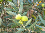 Olea europaea (Olive tree)
