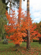 Acer saccharum (Sugar maple) - Hrádok Arboretum (10/2022)