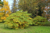Aesculus parviflora (Small-flowered buckeye) - decorative in autumn with yellow-colored leaves