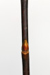 Salix silesiaca (Silesian willow)