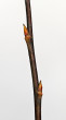Salix silesiaca (Silesian willow)