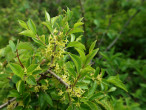 Rhamnus saxatilis