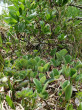 (Salix reticulata) Reticulated willow - together with tupolista willow (Salix retusa), (High Tatras, Temnosmrečinská Valley)