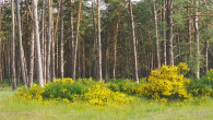 Sarothamnus scoparius (Common broom, Scotch broom) - Pine forests in Záhorie (photo: Levanduľa)