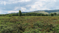 Ledum palustre (northern Labrador tea) - Klinské peat bog (7/2023)