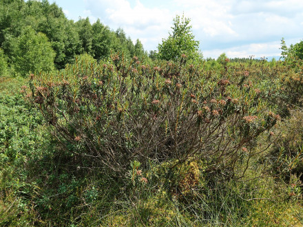 Ledum palustre (northern Labrador tea) - Klinské peat bog (7/2023)
