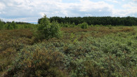Ledum palustre (northern Labrador tea) - Klinské peat bog (7/2023)