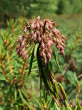Ledum palustre (northern Labrador tea) - Klinské peat bog (7/2023)