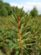 Ledum palustre (northern Labrador tea) - Klinské peat bog (7/2023)