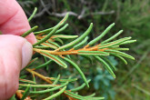 Ledum palustre (northern Labrador tea) - Klinské peat bog (7/2023)